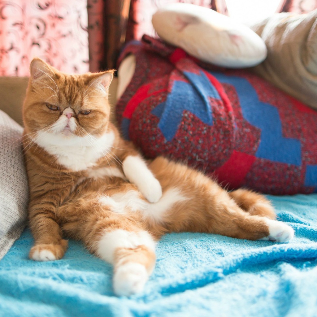 Рыжий кот на подушках