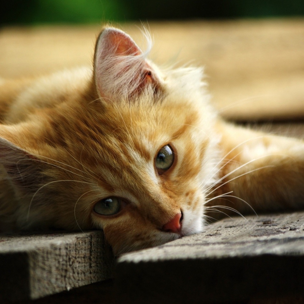 Рыжий кот на серых досках