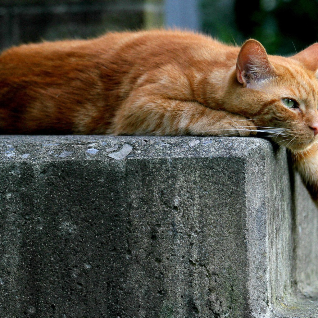 Рыжий кот опустил лапу вниз