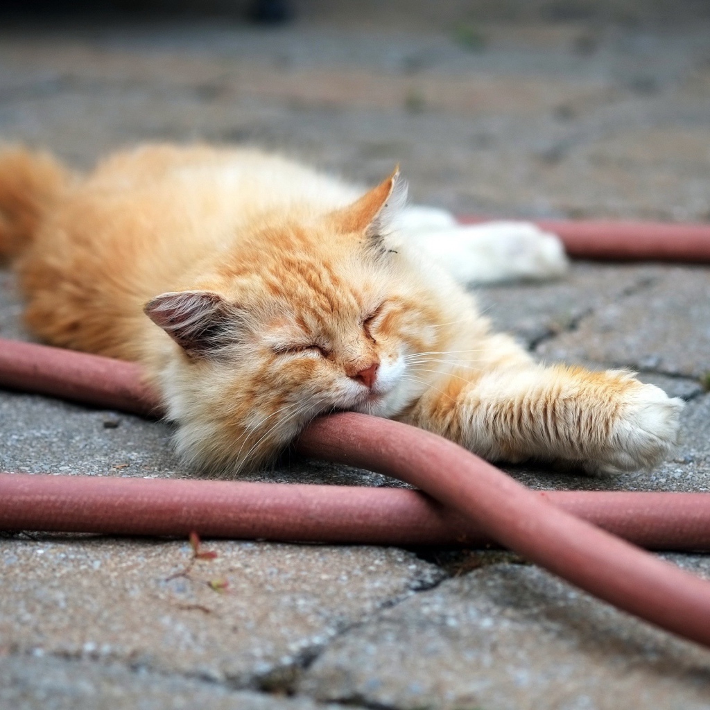 Рыжий кот спит на шланге