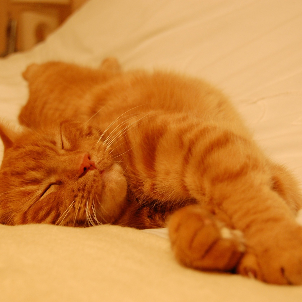 Рыжий кот сладко спит на простыне