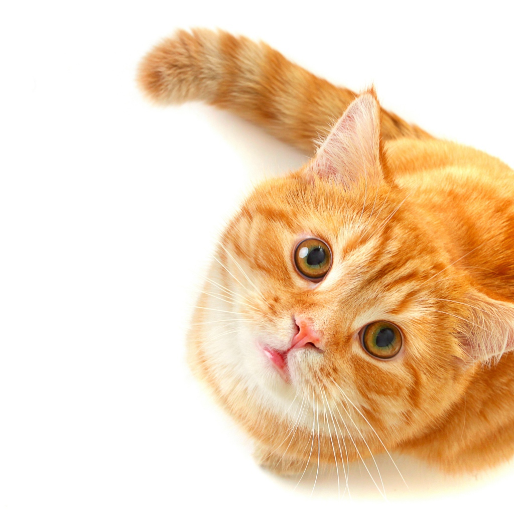 Рыжий кот с зелеными глазами