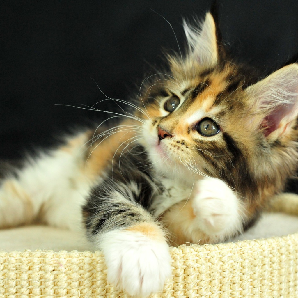 Рыжий котенок на пуфе