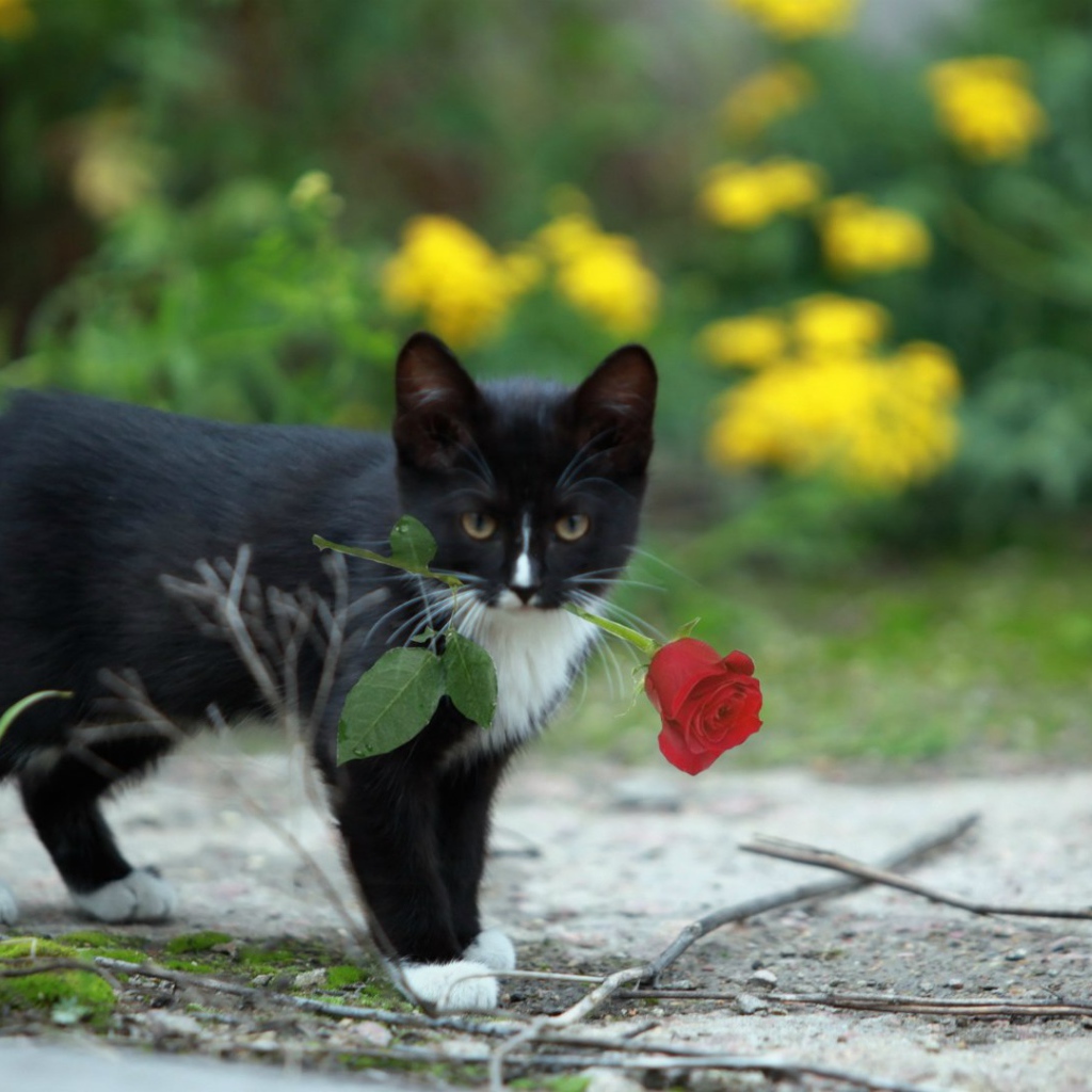 Роза в зубах у котенка