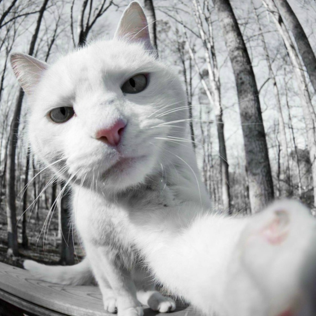 Селфи белого кота