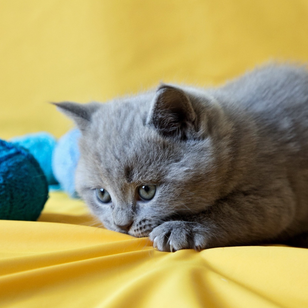 Грустный котенок с голубыми клубками