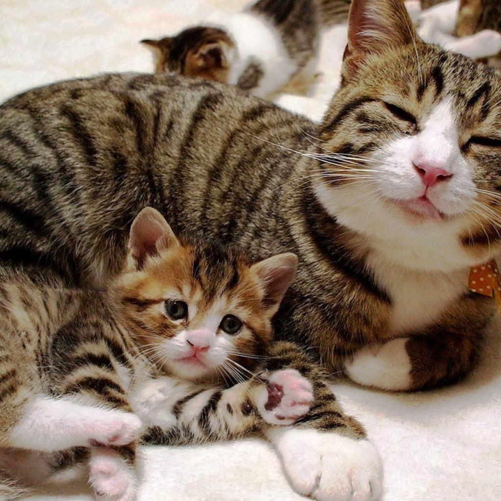 Довольная кошка с котенком