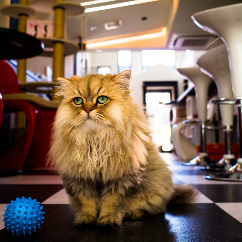 Лохматый кот с игрушкой