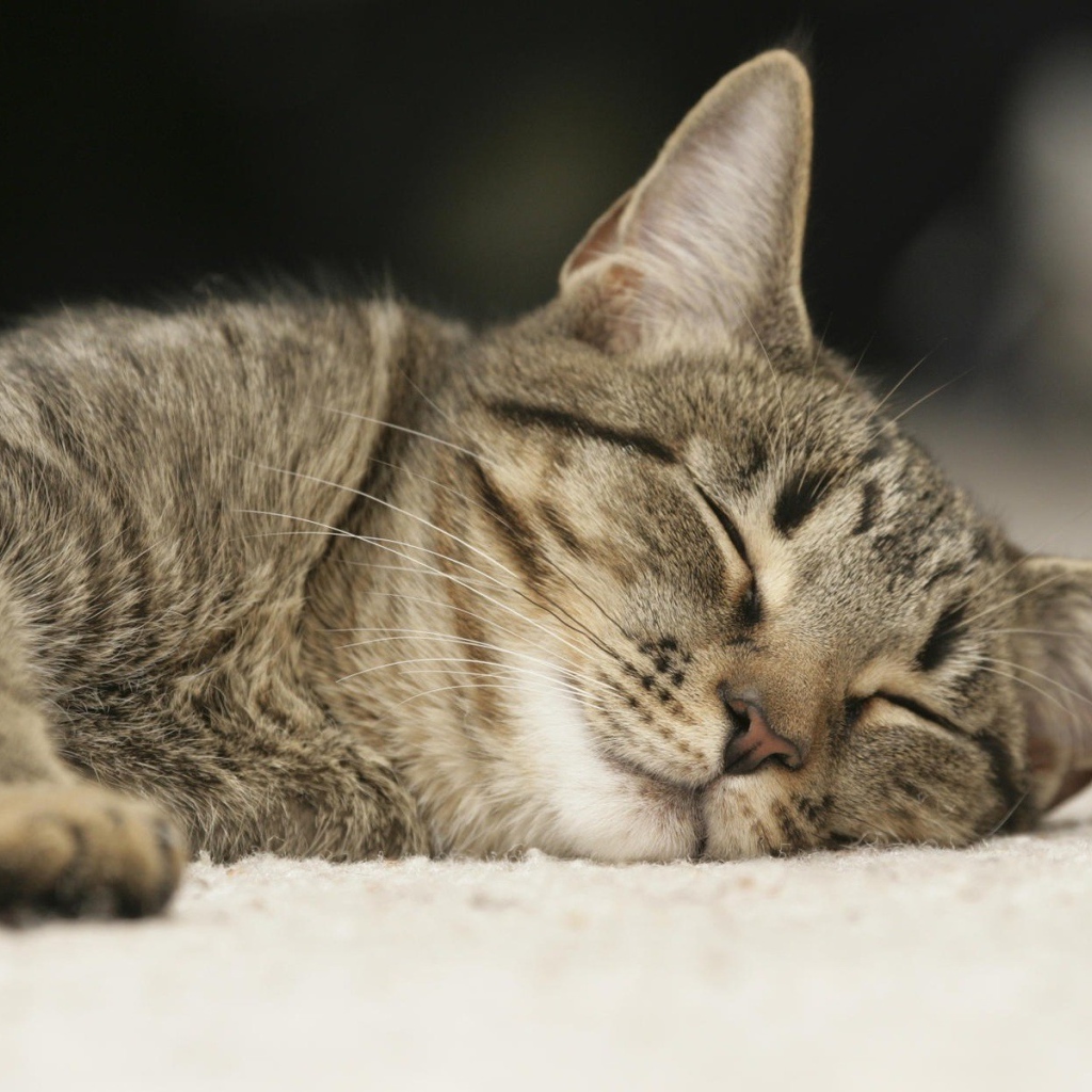 Спящий домашний кот
