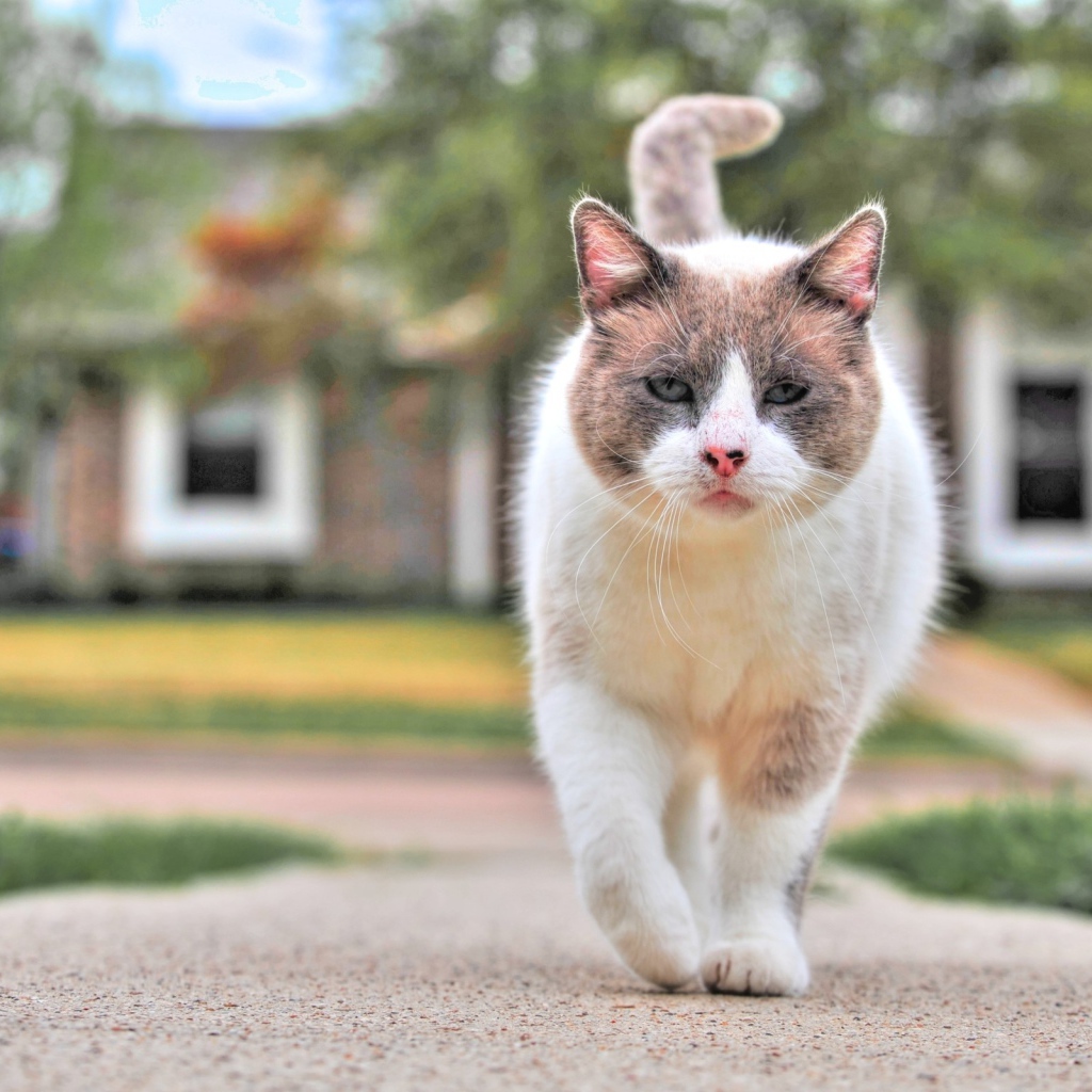 Уличный кот бандит
