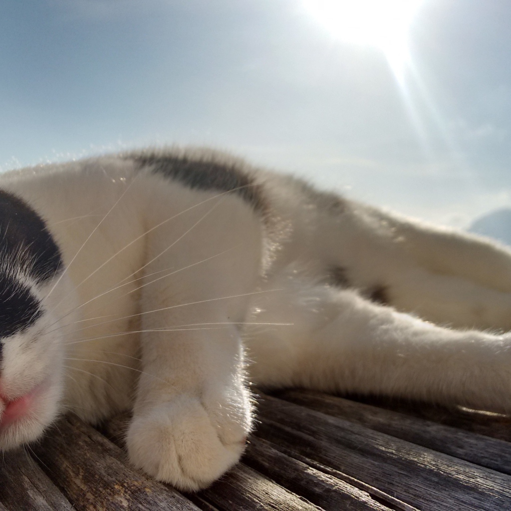 Кот сладко дремлет под лучами солнца