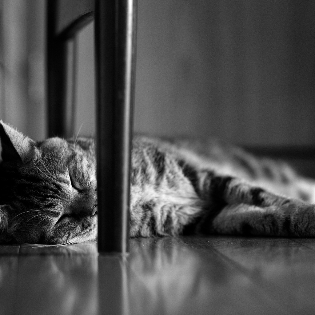 Кот сладко спит под стулом