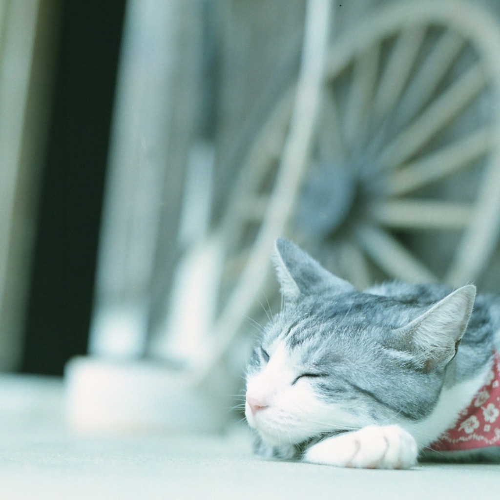 Кот в нашейном платке