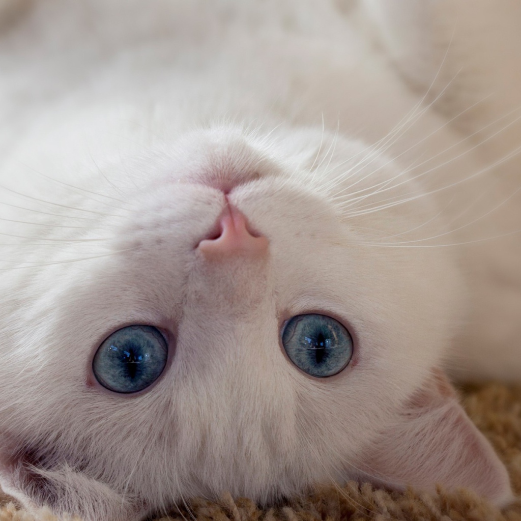 Голубоглазый белый кот лежит на спине