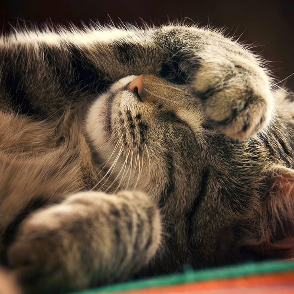 Кот закрывает мордочку лапой