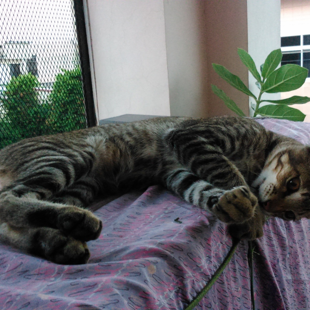 Кот лежит у окна и играет с ниткой