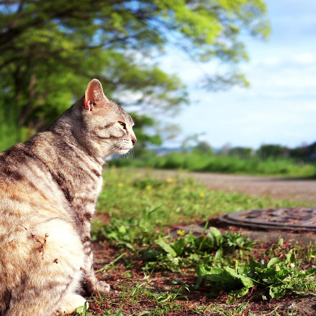 Кот сидит на земле возле люка
