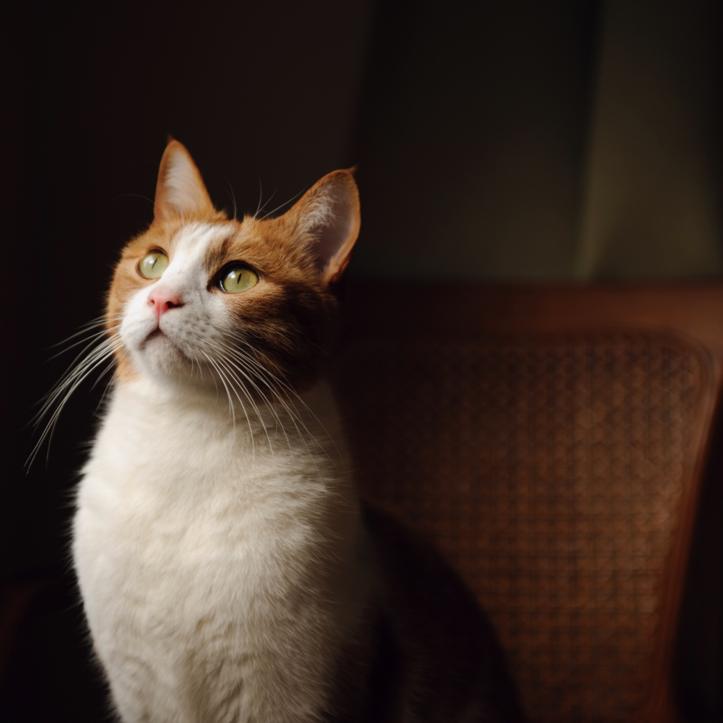 Кот на кресле