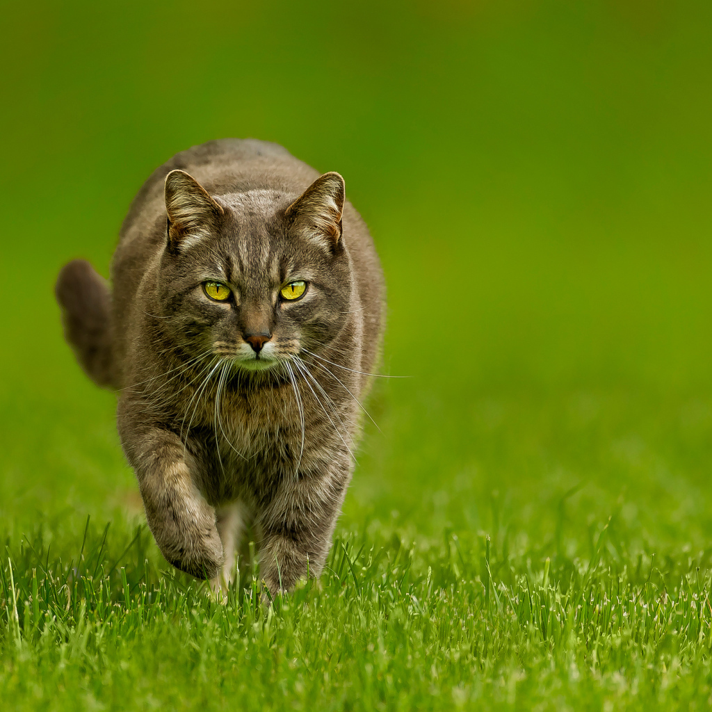 Кот бежит по зеленой траве