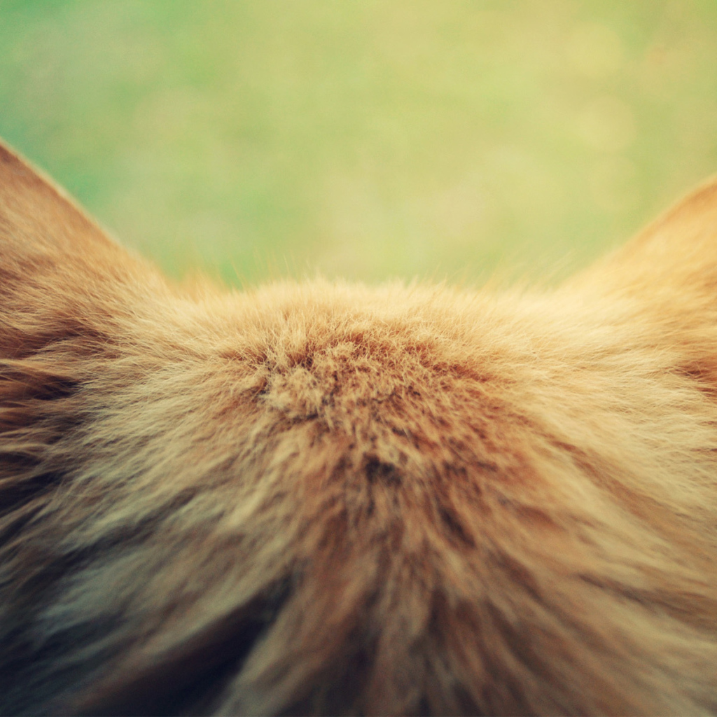 Затылок кошки