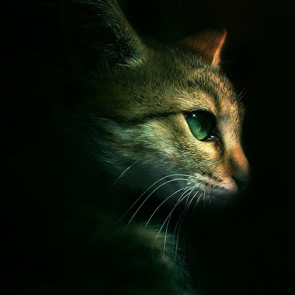 Голова кота на черном фоне