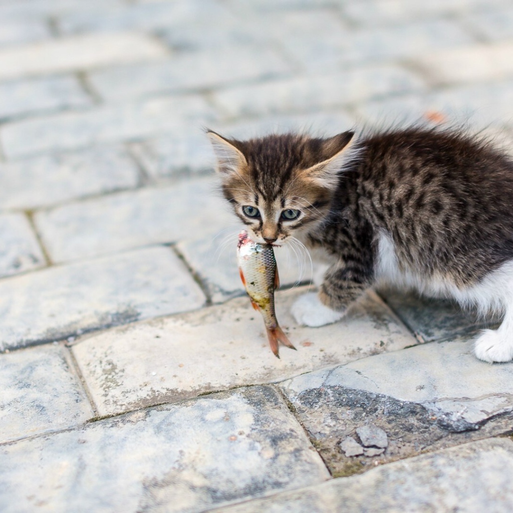 Котенок несет в зубах рыбку