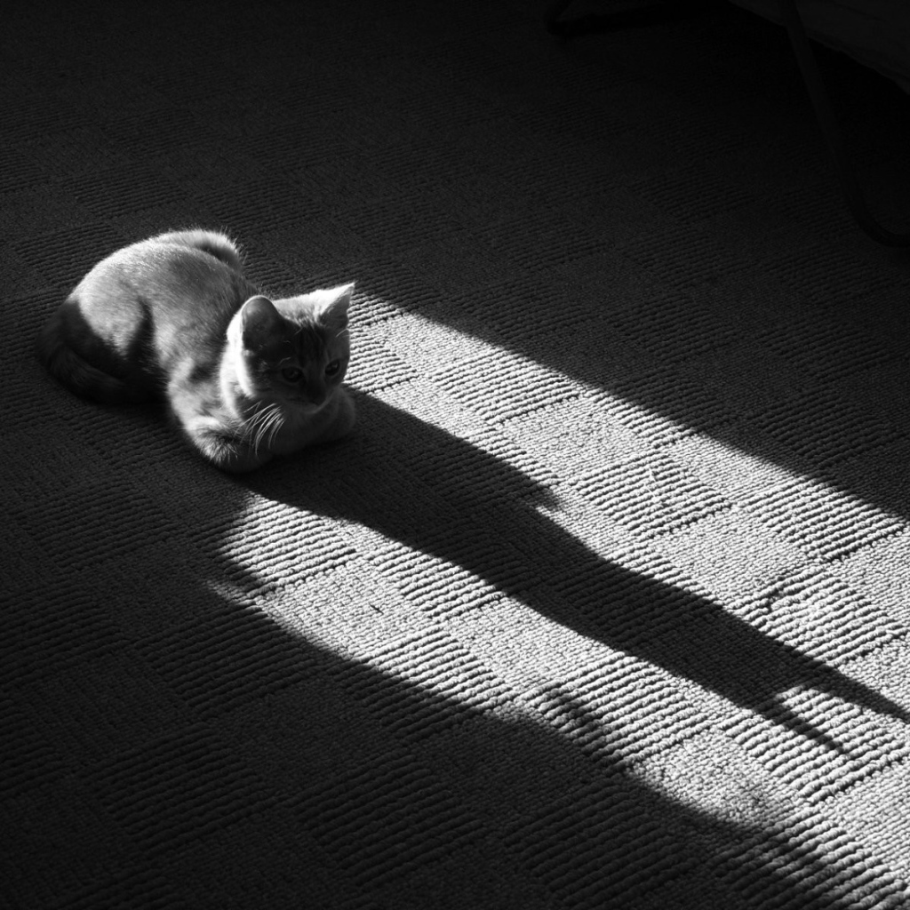 Тень от серого кота