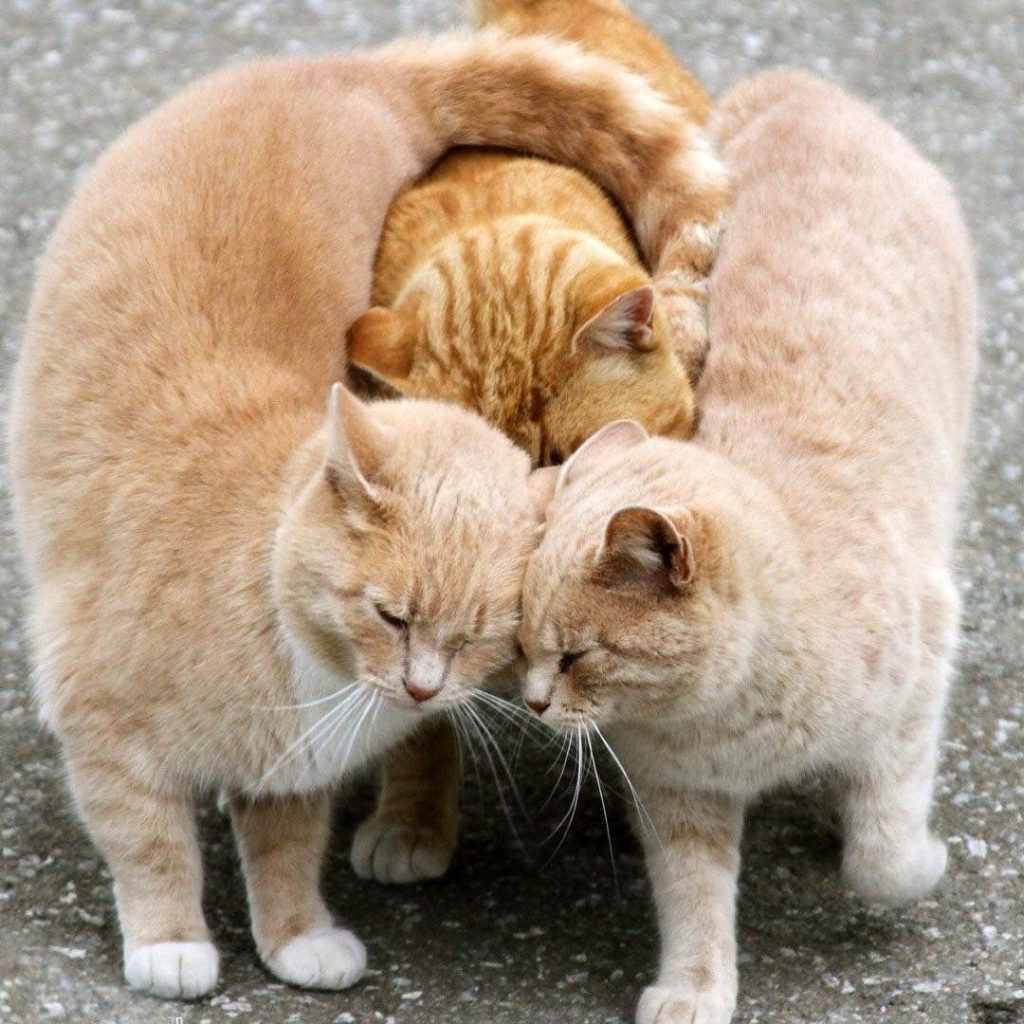 Настоящий рыжий трикотаж