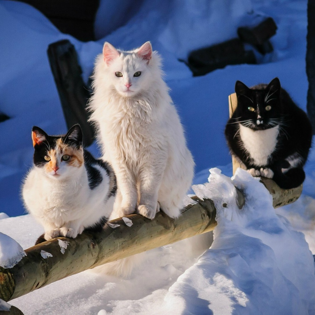 Три кота на деревянном заборе