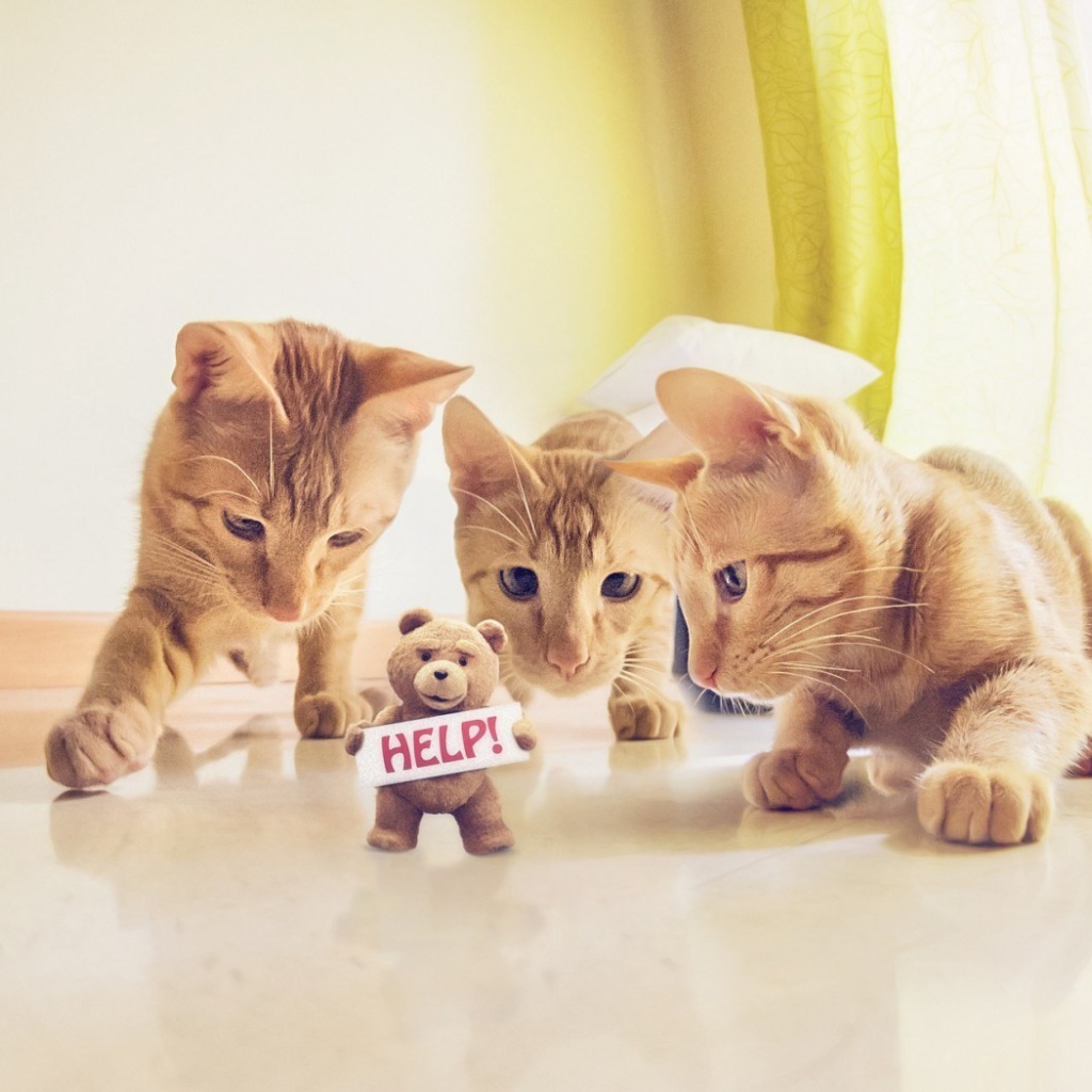 Игрушка просит спасения от котов