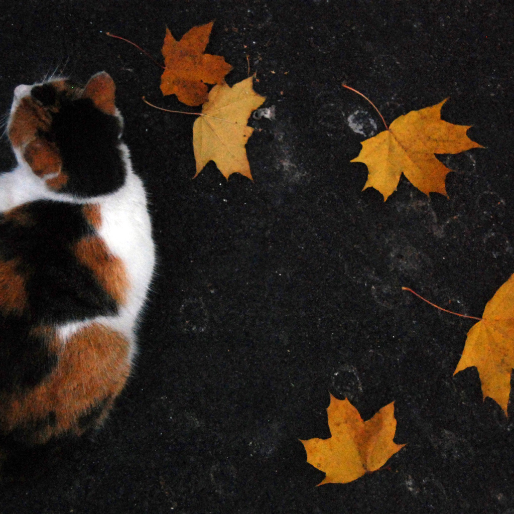 Трехцветный кот и осенние листья