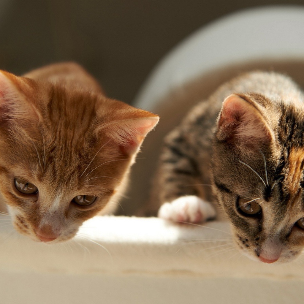 Два брата коты