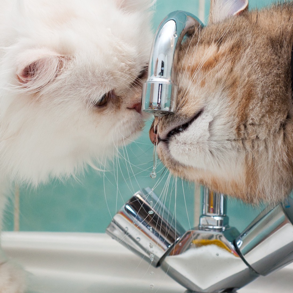 Два кота пьют воду из под крана
