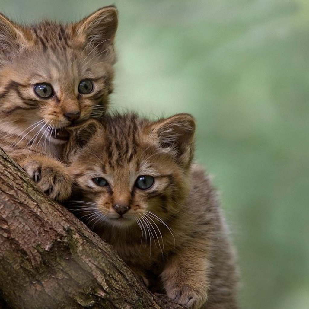 Два котенка на дереве