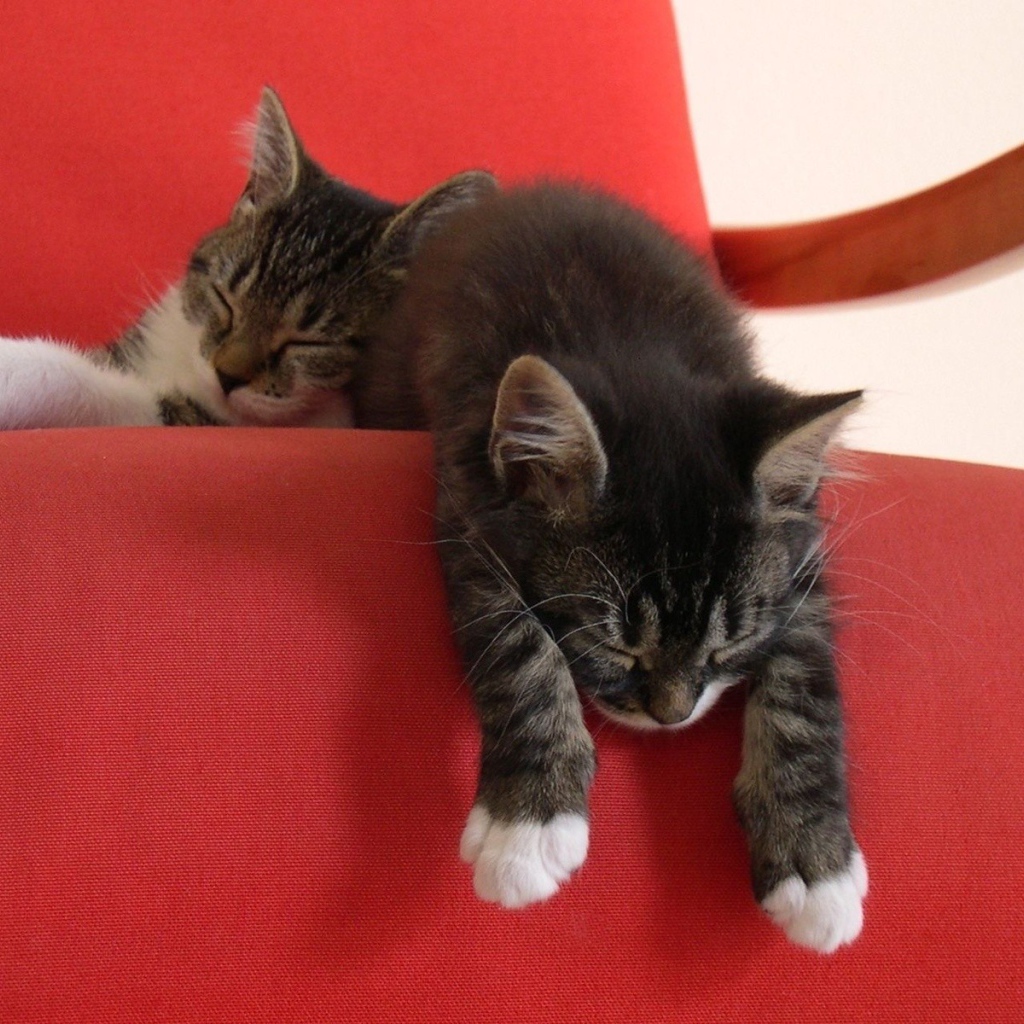 Два ленивых котенка на красном кресле