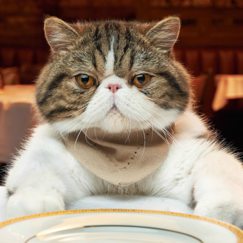 Недовольный кот за столом