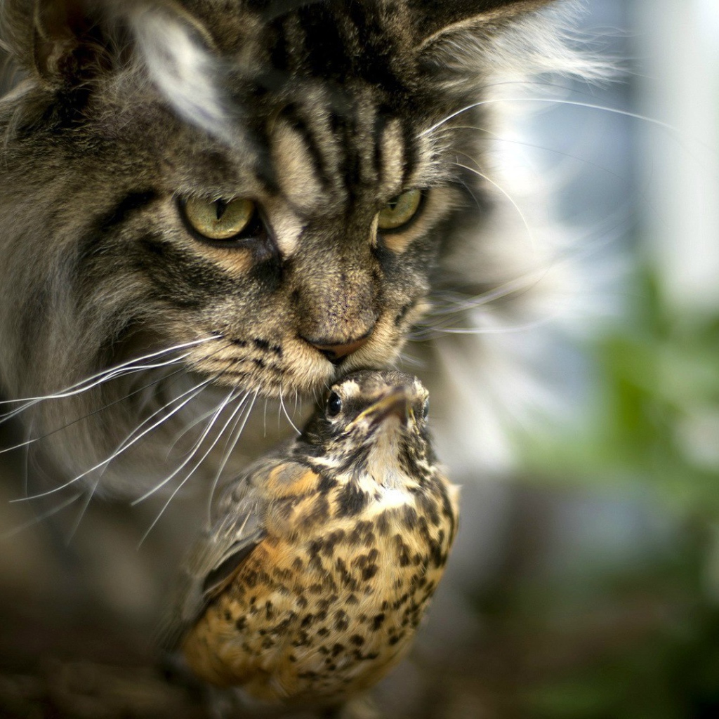 Необычная дружба кота и птицы