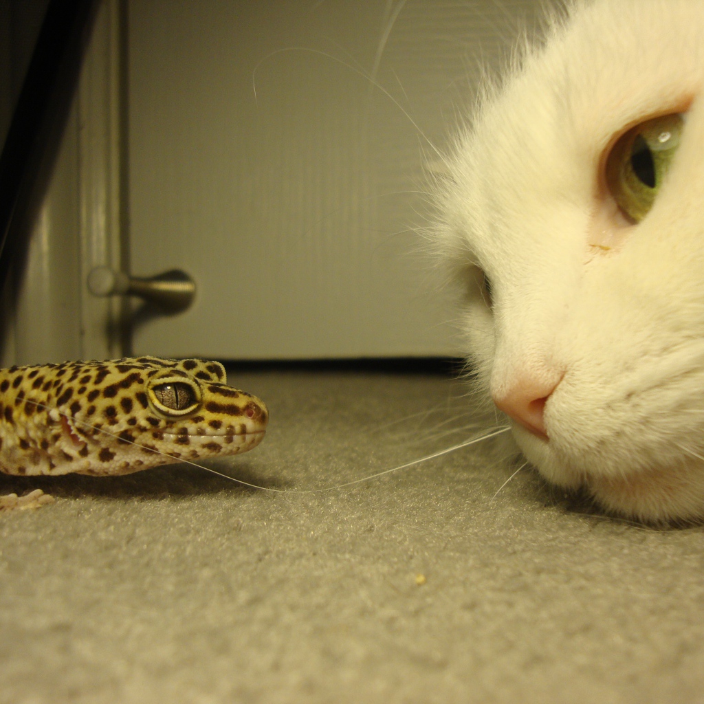 Белый кот и зеленая ящерица