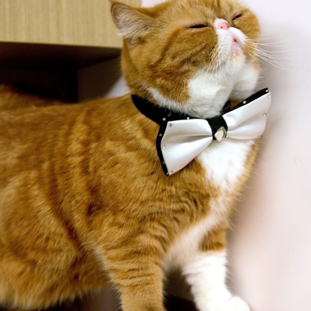 Белая бабочка на рыжем коте