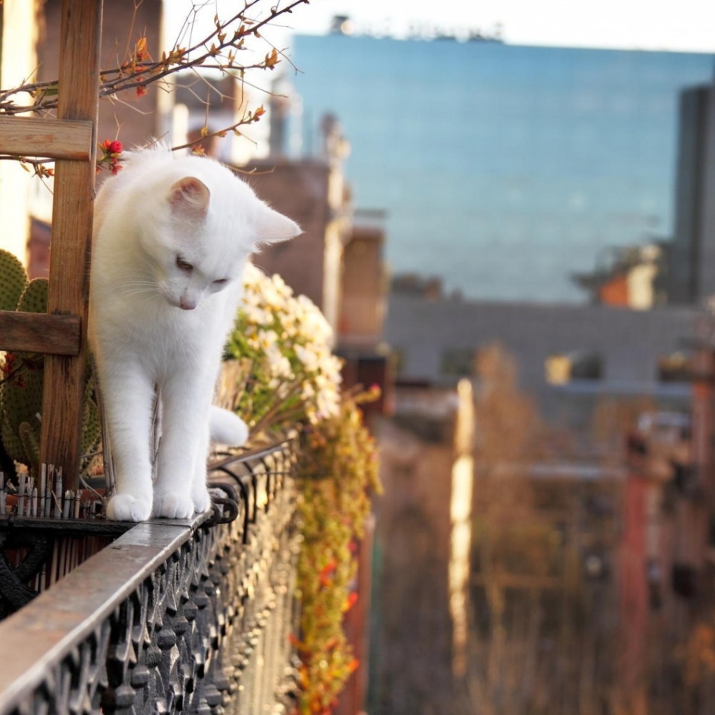 Белый кот на краю балкона