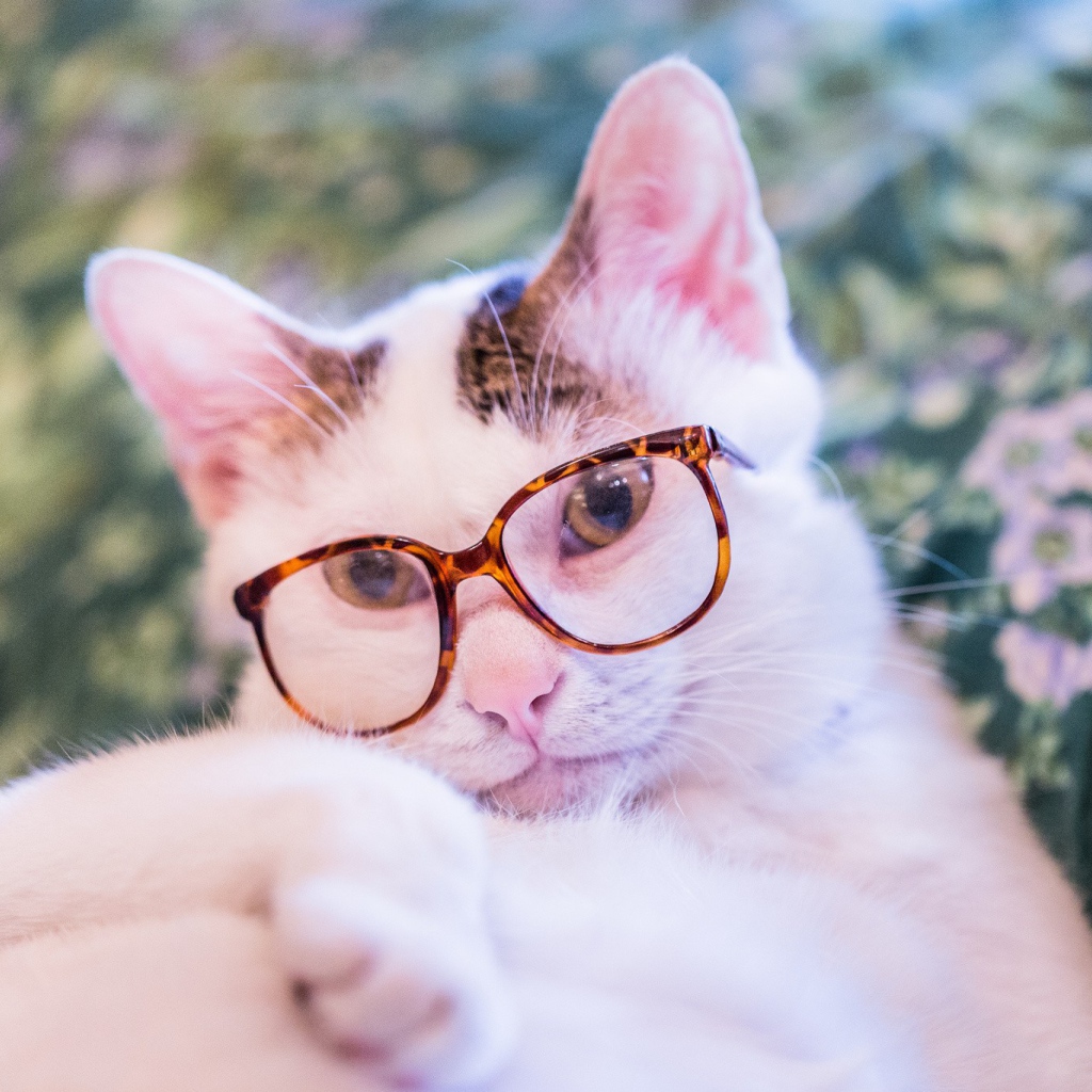 Белый кот в очках