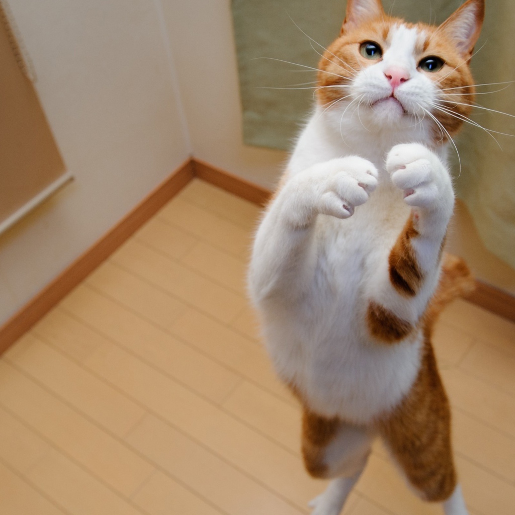 Бело рыжий кот на задних лапах