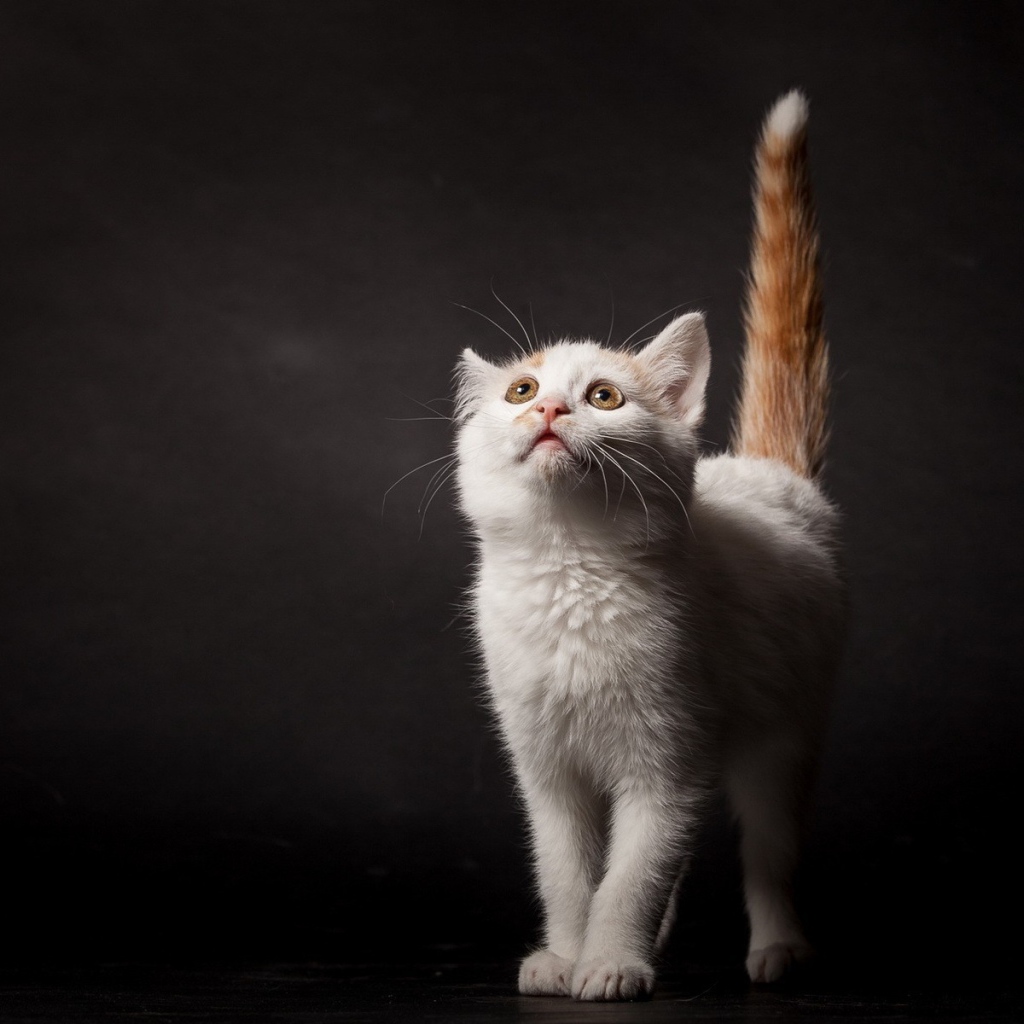 Белый котенок с рыжим хвостом