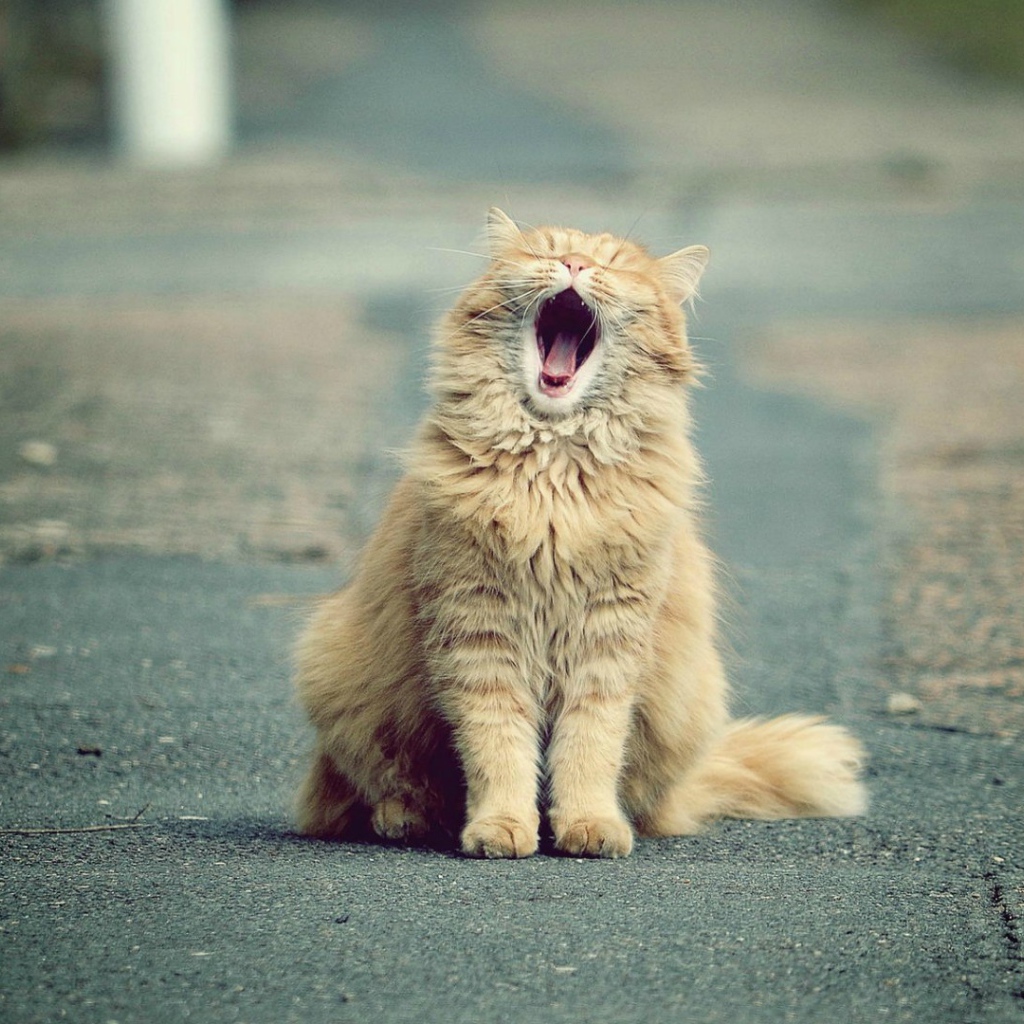 Зевающий рыжий кот на дороге