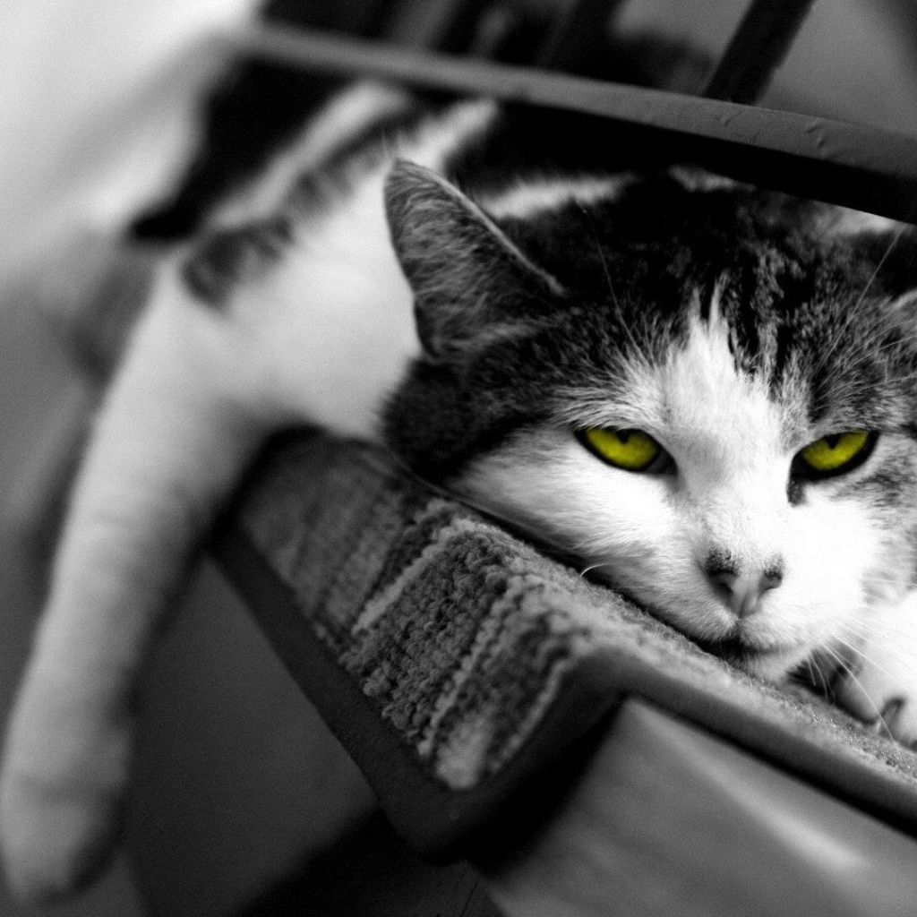 Желтоглазый ленивый кот