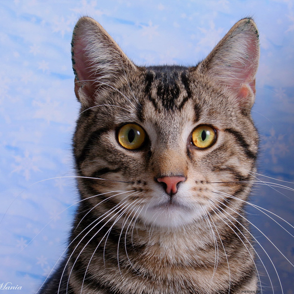 Кот с эмблемой на лбу