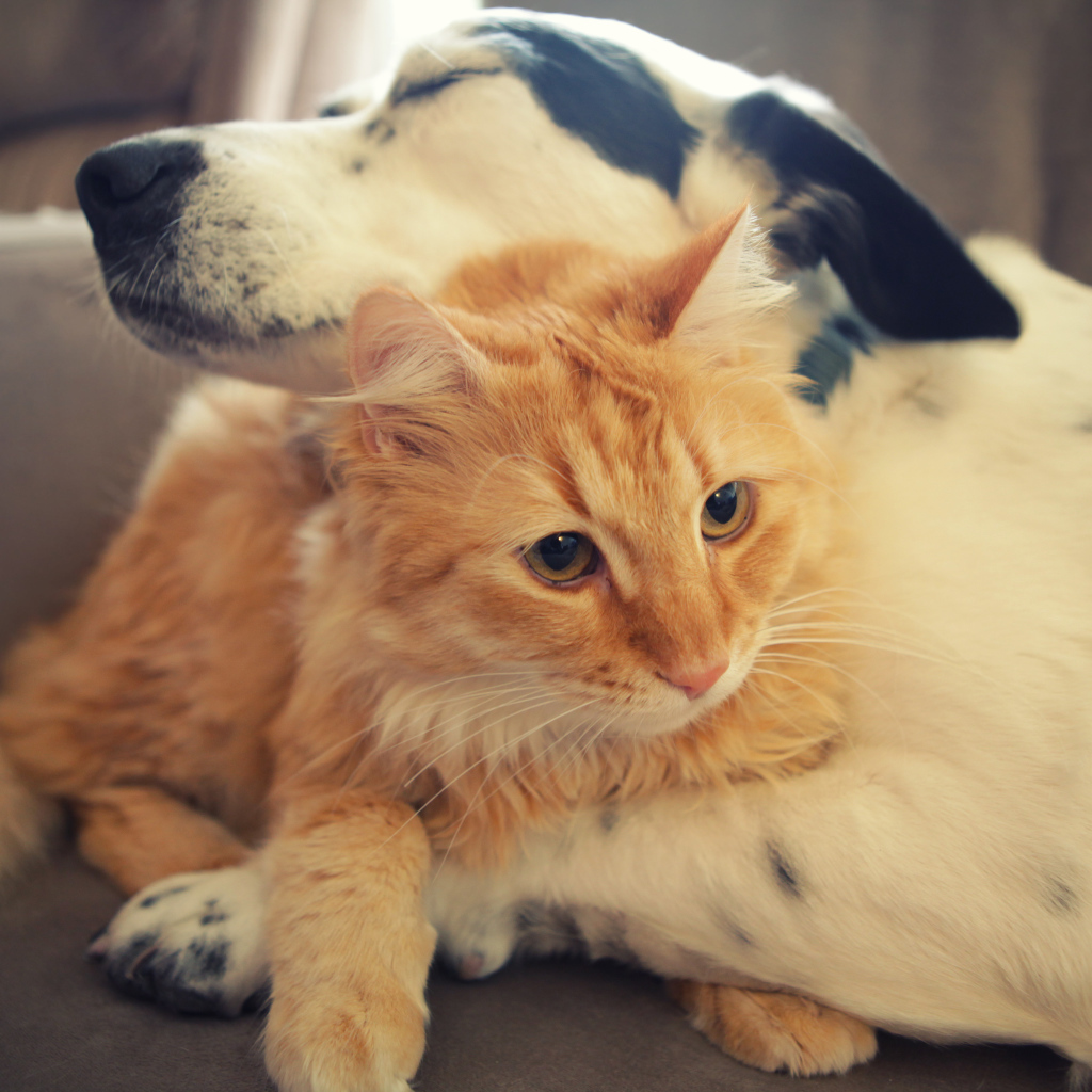 Собака и кот друзья