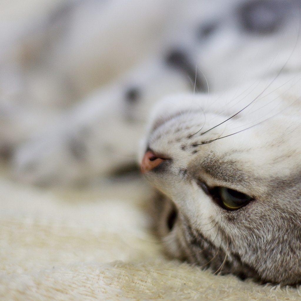 Перевернутая морда кота