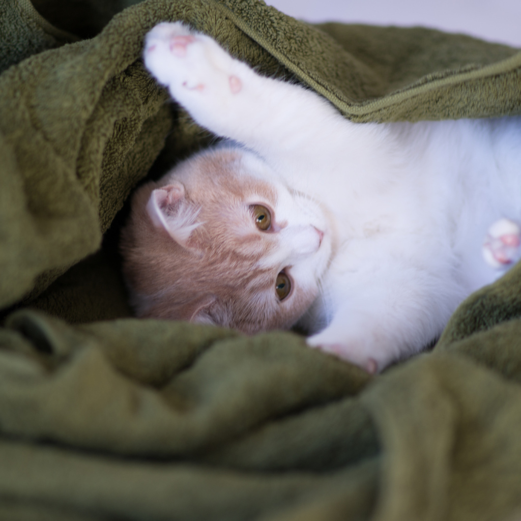 Котенок в зеленом полотенце