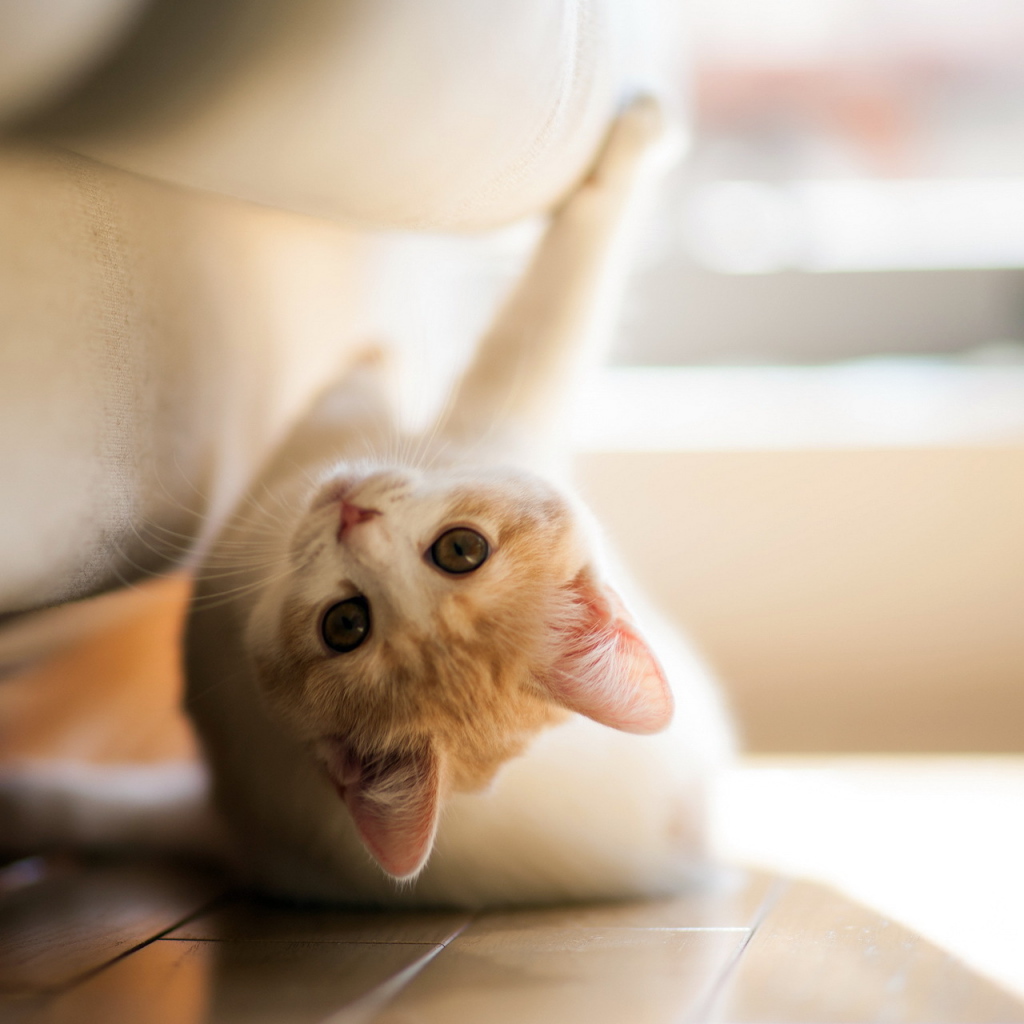 Игривый котенок под диваном